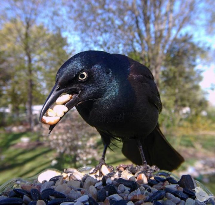 A montat o cameră în curte pentru a fotografia păsările care vin să se hrănească. Imagini spectaculoase