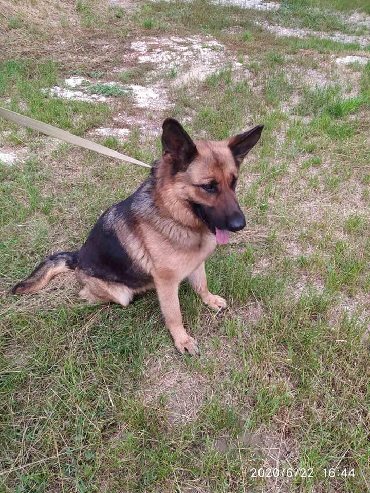 Un câine a topit inimile poliţiştilor. Aceştia au găsit patrupedul pe o stradă din Capitală: E plin de viaţă, dar vrea la stăpânul său (FOTO) 