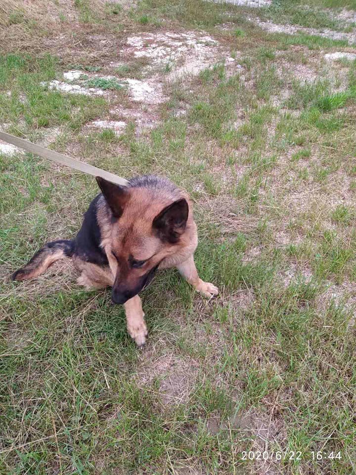 Un câine a topit inimile poliţiştilor. Aceştia au găsit patrupedul pe o stradă din Capitală: E plin de viaţă, dar vrea la stăpânul său (FOTO) 