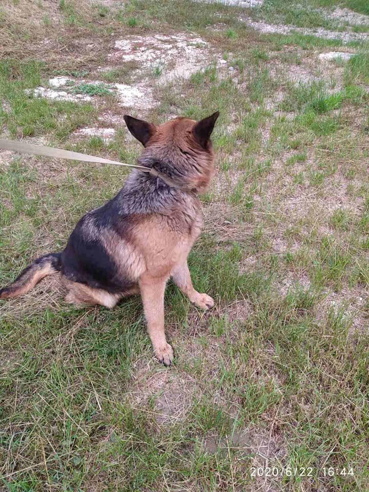 Un câine a topit inimile poliţiştilor. Aceştia au găsit patrupedul pe o stradă din Capitală: E plin de viaţă, dar vrea la stăpânul său (FOTO) 