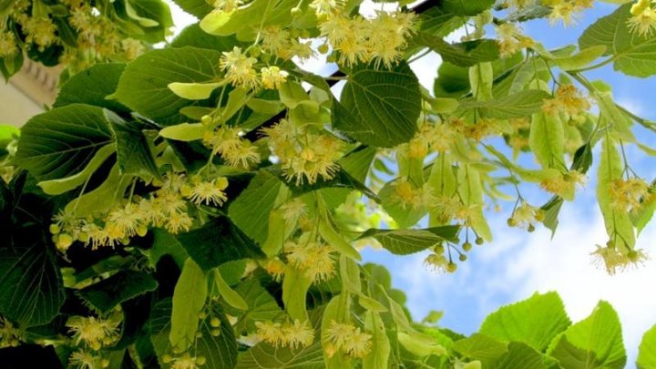 În ajun de Duminica Mare gospodarii pun frunze de nuc şi de tei la porţile caselor