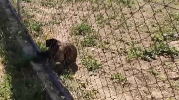 Trei cetăţeni români au furat două maimuțe dintr-un zoo. Ce s-a întâmplat în final