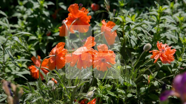 METEO 16 iulie. Cer variabil şi temperaturi confortabile