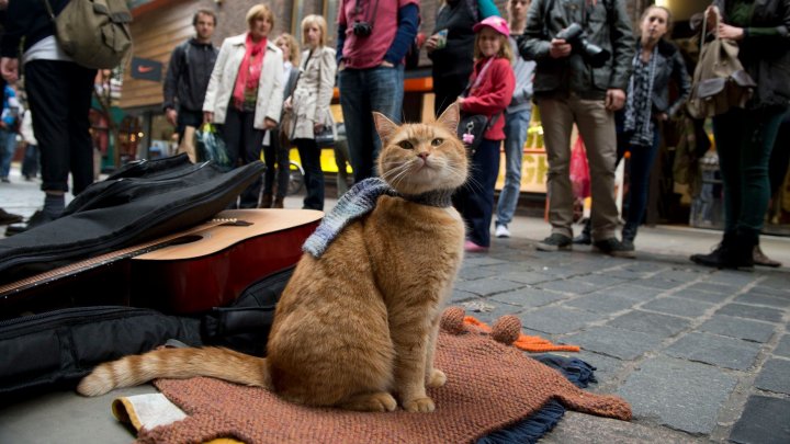 A murit Bob, celebrul motan despre care s-a făcut un film şi s-a scris o carte (VIDEO/FOTO)