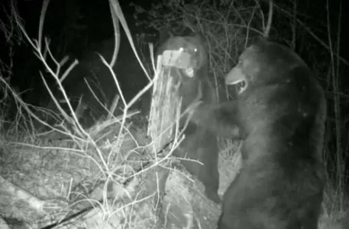 Luptă pe viaţă şi pe moarte la frontiera dintre Rusia și China. Doi urşi s-au încăierat peste gardul de la graniță (FOTO)
