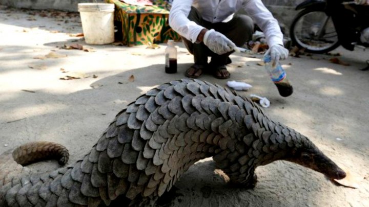 China retrage solzii de pangolin de pe lista ingredientelor folosite în medicina tradiţională