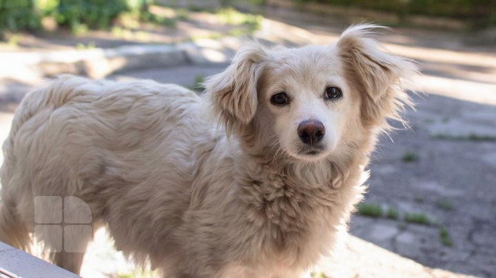 Un câine a dat foc la casă în seara de Ajun. Cum s-a întâmplat totul