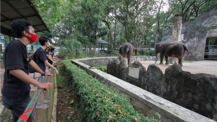 Cea mai veche grădină zoologică din Indonezia s-a redeschis cu respectarea măsurilor de distanţare socială