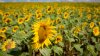 Recolta de floarea-soarelui, afectată de condițiile meteo nefavorabile. Agricultorii prognozează o roadă cu 30% mai mică decât în 2019 (FOTOREPORT)