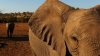 Moarte misterioasă: Sute de elefanţi, găsiţi morţi în Botswana