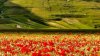 Imagini de poveste în Italia. Pe câmpuri au apărut covoare imense de flori viu colorate