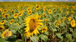 Recolta de floarea-soarelui, afectată de condițiile meteo nefavorabile. Agricultorii prognozează o roadă cu 30% mai mică decât în 2019 (FOTOREPORT)