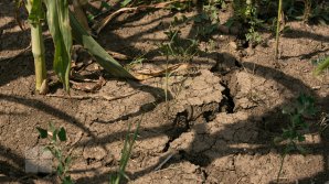 Regulamentul privind acordarea compensaţiilor pentru culturile agricole afectate de grindină şi secetă ar putea fi aprobat săptămâna viitoare