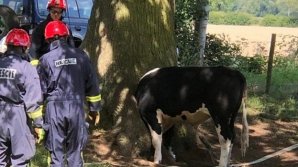 Curiozitatea i-a jucat festa. O vacă a rămas blocată cu capul într-o scorbură