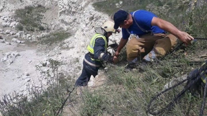 Două capre care s-au pierdut, găsite şi salvate de către salvatori (FOTO/VIDEO)