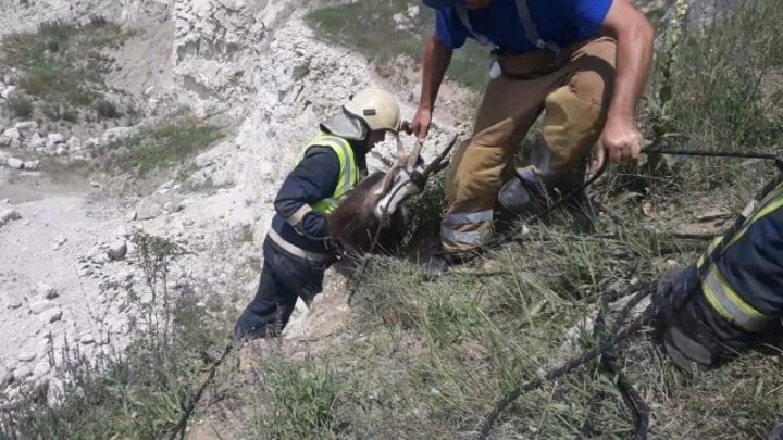 Două capre care s-au pierdut, găsite şi salvate de către salvatori (FOTO/VIDEO)