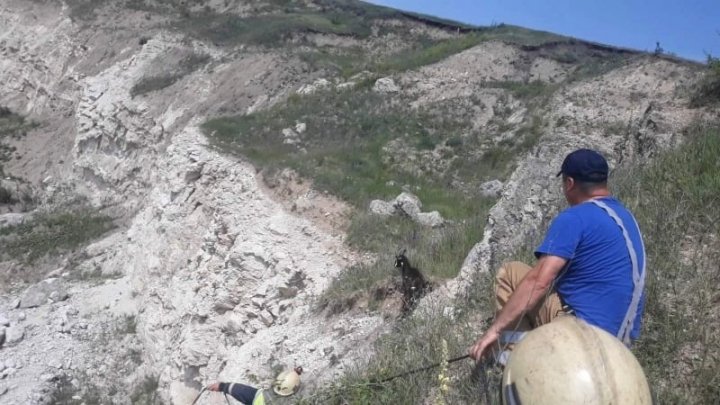 Două capre care s-au pierdut, găsite şi salvate de către salvatori (FOTO/VIDEO)