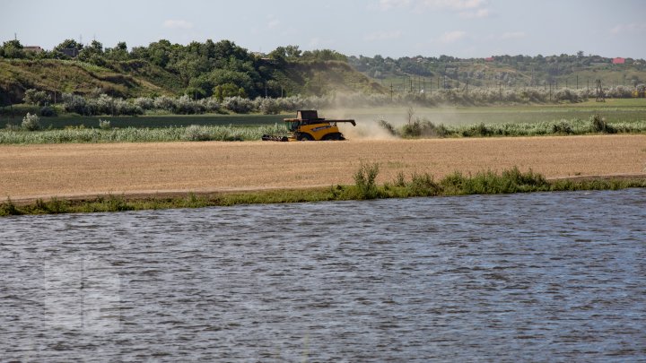 (FOTOREPORT) Frumuseţea lanurilor de grâu din raionul Cantemir