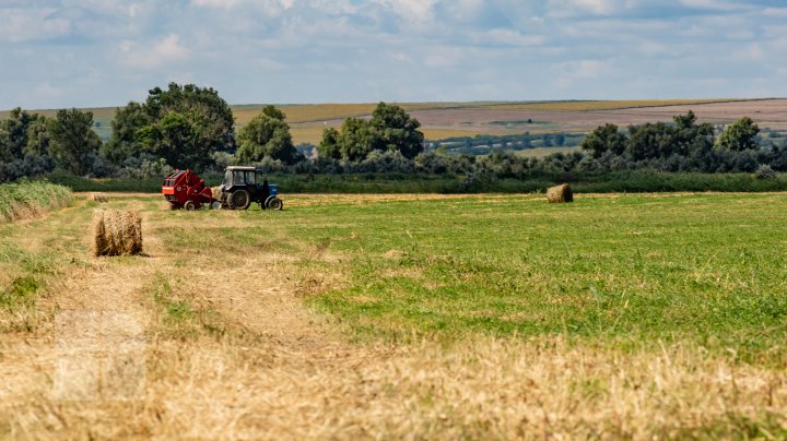 (FOTOREPORT) Frumuseţea lanurilor de grâu din raionul Cantemir