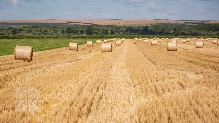 (FOTOREPORT) Frumuseţea lanurilor de grâu din raionul Cantemir