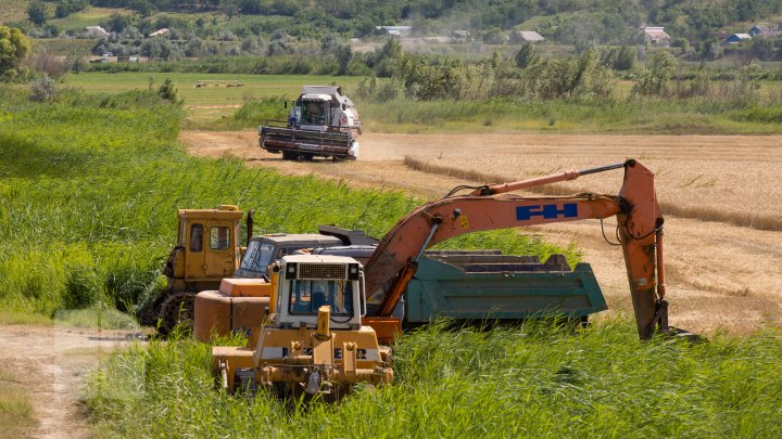 (FOTOREPORT) Frumuseţea lanurilor de grâu din raionul Cantemir