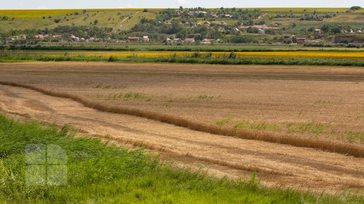 (FOTOREPORT) Frumuseţea lanurilor de grâu din raionul Cantemir