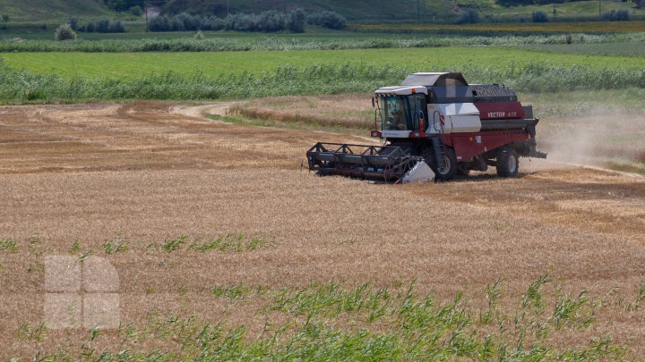 (FOTOREPORT) Frumuseţea lanurilor de grâu din raionul Cantemir