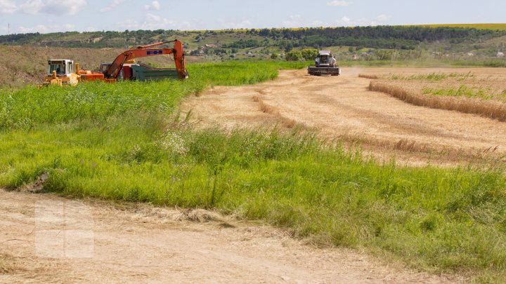 (FOTOREPORT) Frumuseţea lanurilor de grâu din raionul Cantemir