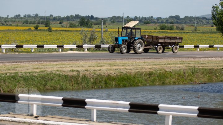 (FOTOREPORT) Frumuseţea lanurilor de grâu din raionul Cantemir