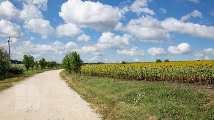 Start sesiunilor foto în floarea soarelui. Vezi o colecţie de fotografii colorate în galben