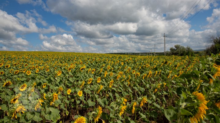 Start sesiunilor foto în floarea soarelui. Vezi o colecţie de fotografii colorate în galben