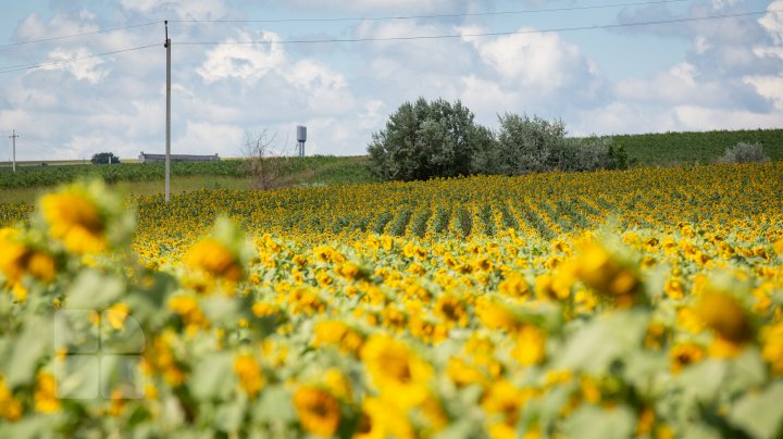 Start sesiunilor foto în floarea soarelui. Vezi o colecţie de fotografii colorate în galben