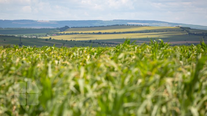 Fermierii moldoveni vor  primi sprijin de urgență din partea FAO