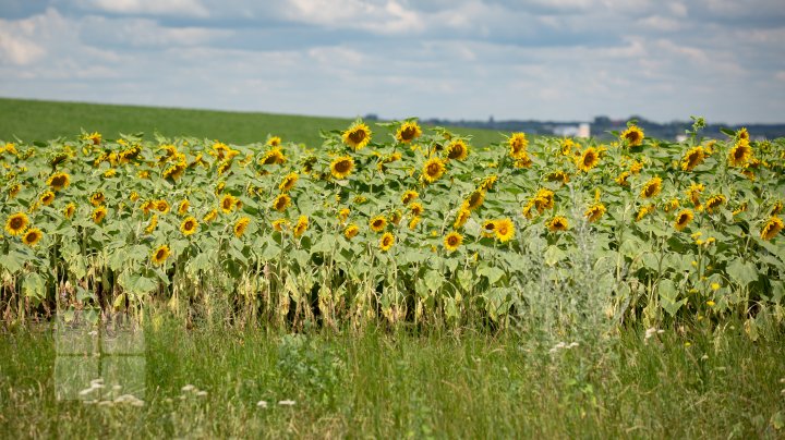 Recolta de floarea-soarelui, afectată de condițiile meteo nefavorabile. Agricultorii prognozează o roadă cu 30% mai mică decât în 2019 (FOTOREPORT)