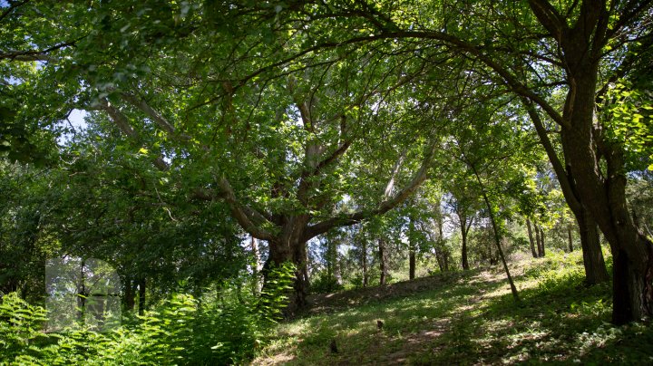 FOTOREPORT cu cel mai bătrân platan din ţară. Vezi unde se află şi ce vârstă are