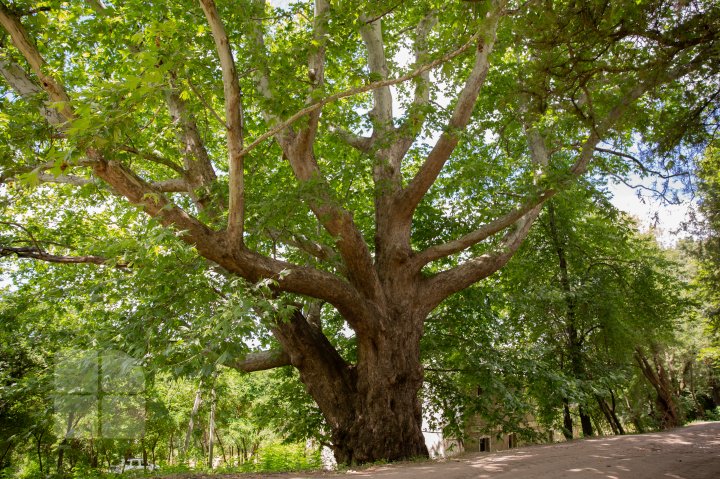 FOTOREPORT cu cel mai bătrân platan din ţară. Vezi unde se află şi ce vârstă are