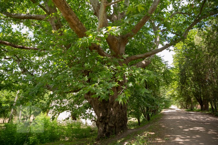 FOTOREPORT cu cel mai bătrân platan din ţară. Vezi unde se află şi ce vârstă are