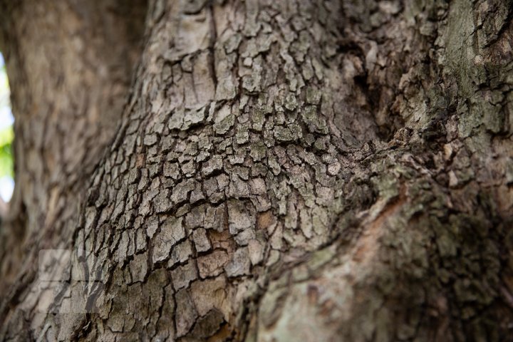 FOTOREPORT cu cel mai bătrân platan din ţară. Vezi unde se află şi ce vârstă are