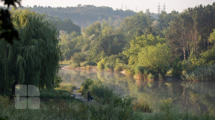 Frumuseţe rară. O lebădă şi puii ei, surprinşi pe lacul de la Porţile Oraşului (FOTOREPORT)