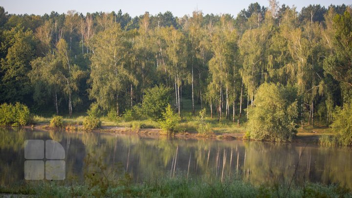 Frumuseţe rară. O lebădă şi puii ei, surprinşi pe lacul de la Porţile Oraşului (FOTOREPORT)