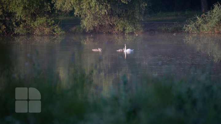 Frumuseţe rară. O lebădă şi puii ei, surprinşi pe lacul de la Porţile Oraşului (FOTOREPORT)