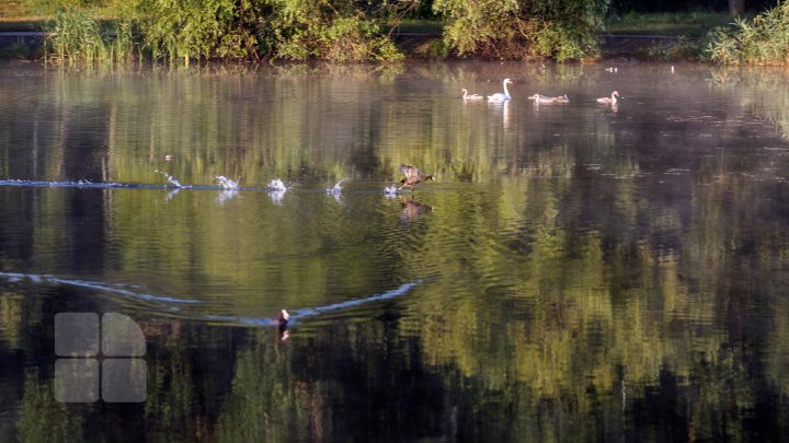 Frumuseţe rară. O lebădă şi puii ei, surprinşi pe lacul de la Porţile Oraşului (FOTOREPORT)