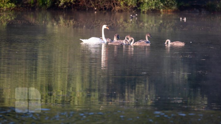 Frumuseţe rară. O lebădă şi puii ei, surprinşi pe lacul de la Porţile Oraşului (FOTOREPORT)