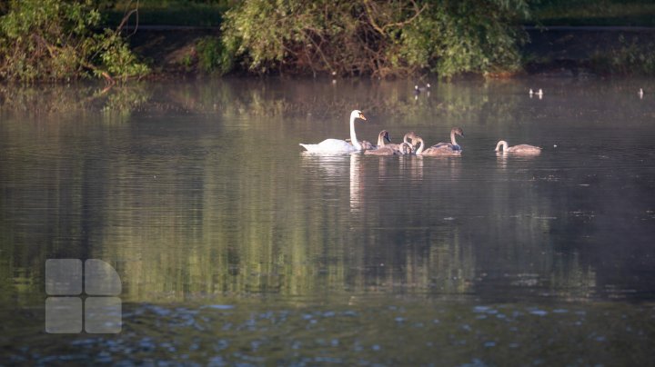 Frumuseţe rară. O lebădă şi puii ei, surprinşi pe lacul de la Porţile Oraşului (FOTOREPORT)