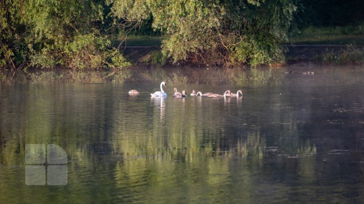 Frumuseţe rară. O lebădă şi puii ei, surprinşi pe lacul de la Porţile Oraşului (FOTOREPORT)