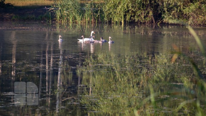 Frumuseţe rară. O lebădă şi puii ei, surprinşi pe lacul de la Porţile Oraşului (FOTOREPORT)