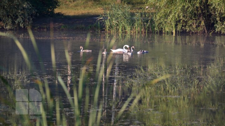 Frumuseţe rară. O lebădă şi puii ei, surprinşi pe lacul de la Porţile Oraşului (FOTOREPORT)