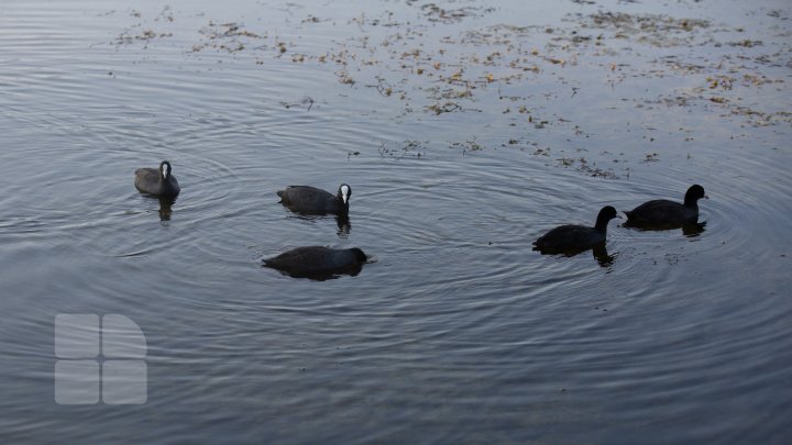 Frumuseţe rară. O lebădă şi puii ei, surprinşi pe lacul de la Porţile Oraşului (FOTOREPORT)