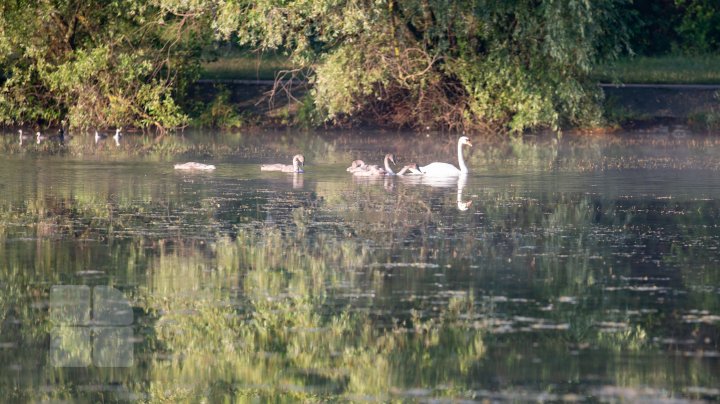 Frumuseţe rară. O lebădă şi puii ei, surprinşi pe lacul de la Porţile Oraşului (FOTOREPORT)