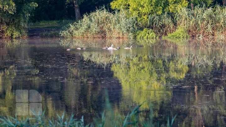 Frumuseţe rară. O lebădă şi puii ei, surprinşi pe lacul de la Porţile Oraşului (FOTOREPORT)